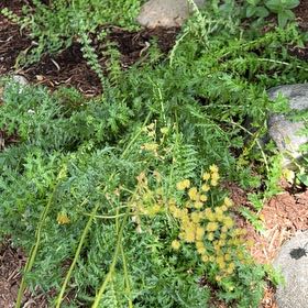 Photo of the plant species Filipendula Vulgaris by @ChildlikeAnise named Leaf Erickson on Greg, the plant care app