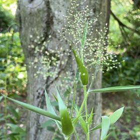 Photo of the plant species Witch-Grass by @ChildlikeAnise named Peter Parker on Greg, the plant care app