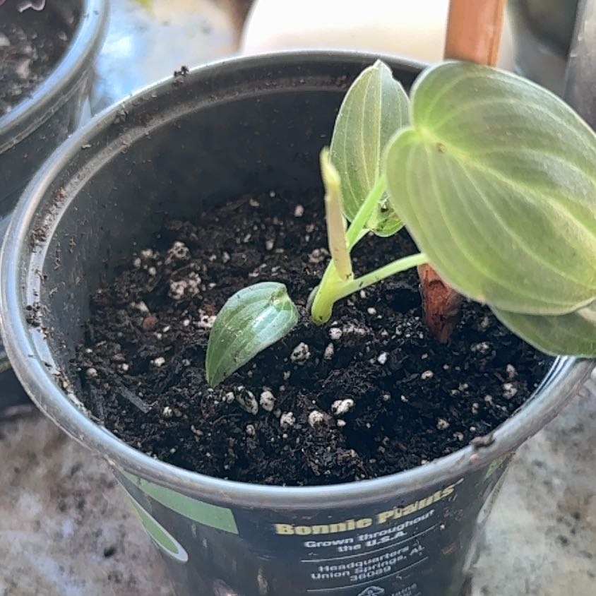 Plant care for Philodendron White Wizard on Greg, the plant care app