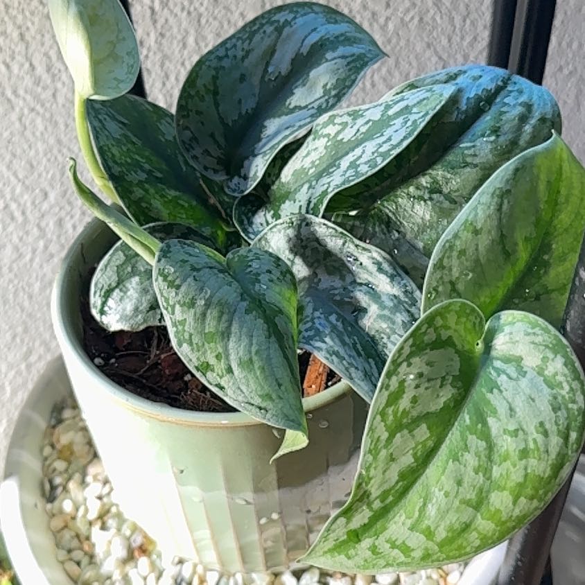 Photo of the plant species Silver Pothos by @PivotalBetel named Forrest on Greg, the plant care app
