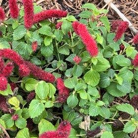 Photo of the plant species Chenille Plant by @GenuineKohekohe named Fernie Saunders on Greg, the plant care app