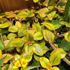 Photo of the plant species Four-Flower Yellow-Loosestrife by @GenuineKohekohe named Duke on Greg, the plant care app