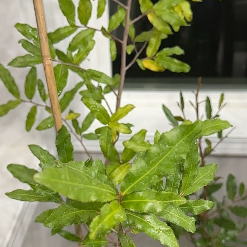 Photo of the plant species Mickey Mouse Plant by @HolySkypilot named Mai Vàng on Greg, the plant care app