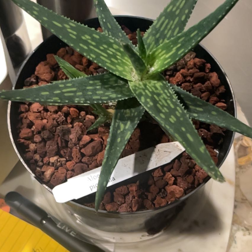 Photo of the plant species Aloe pictifolia by @NiftyWheatgrass named Gates on Greg, the plant care app