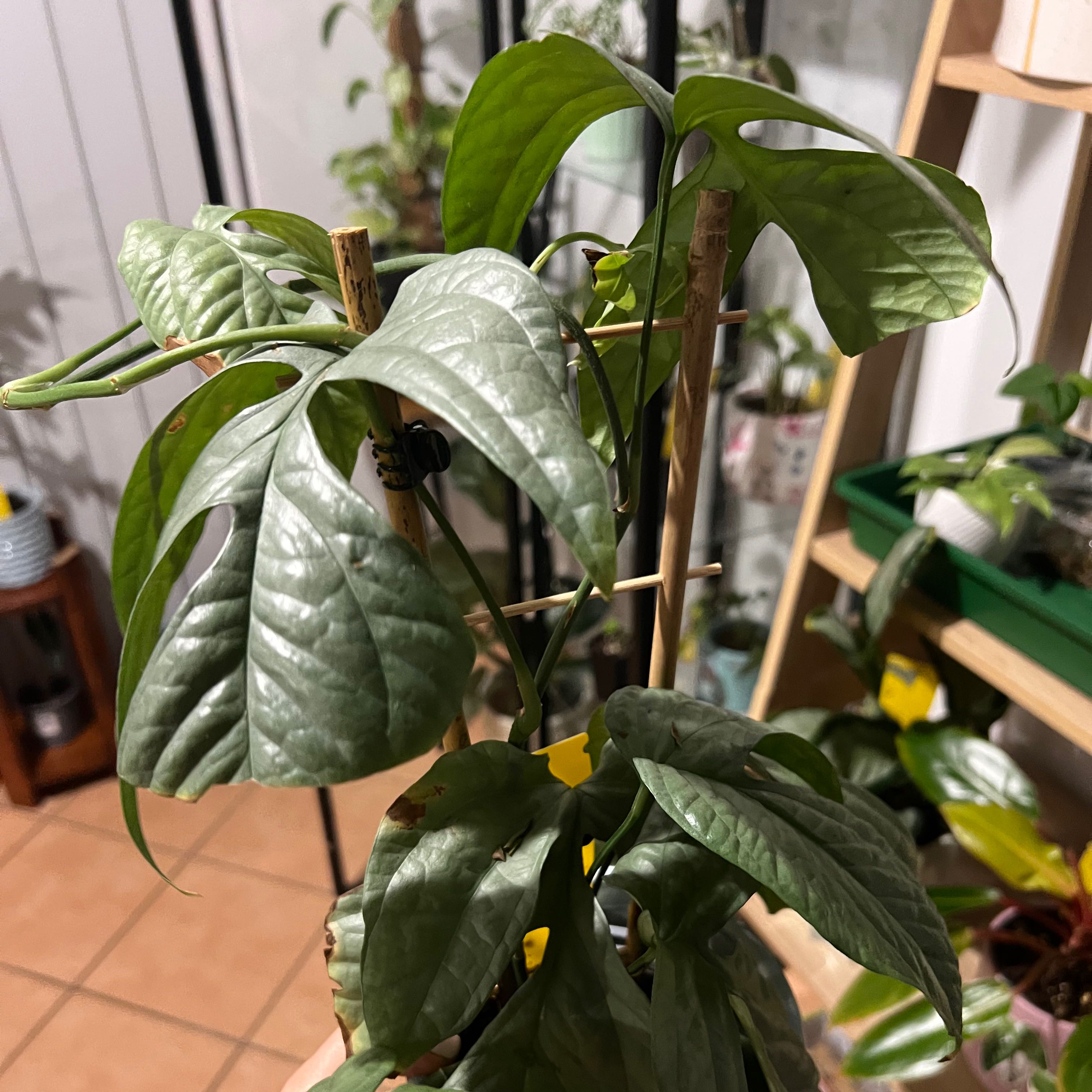 Amydrium 'Spider Man' plant with large, textured leaves supported by a wooden stake.