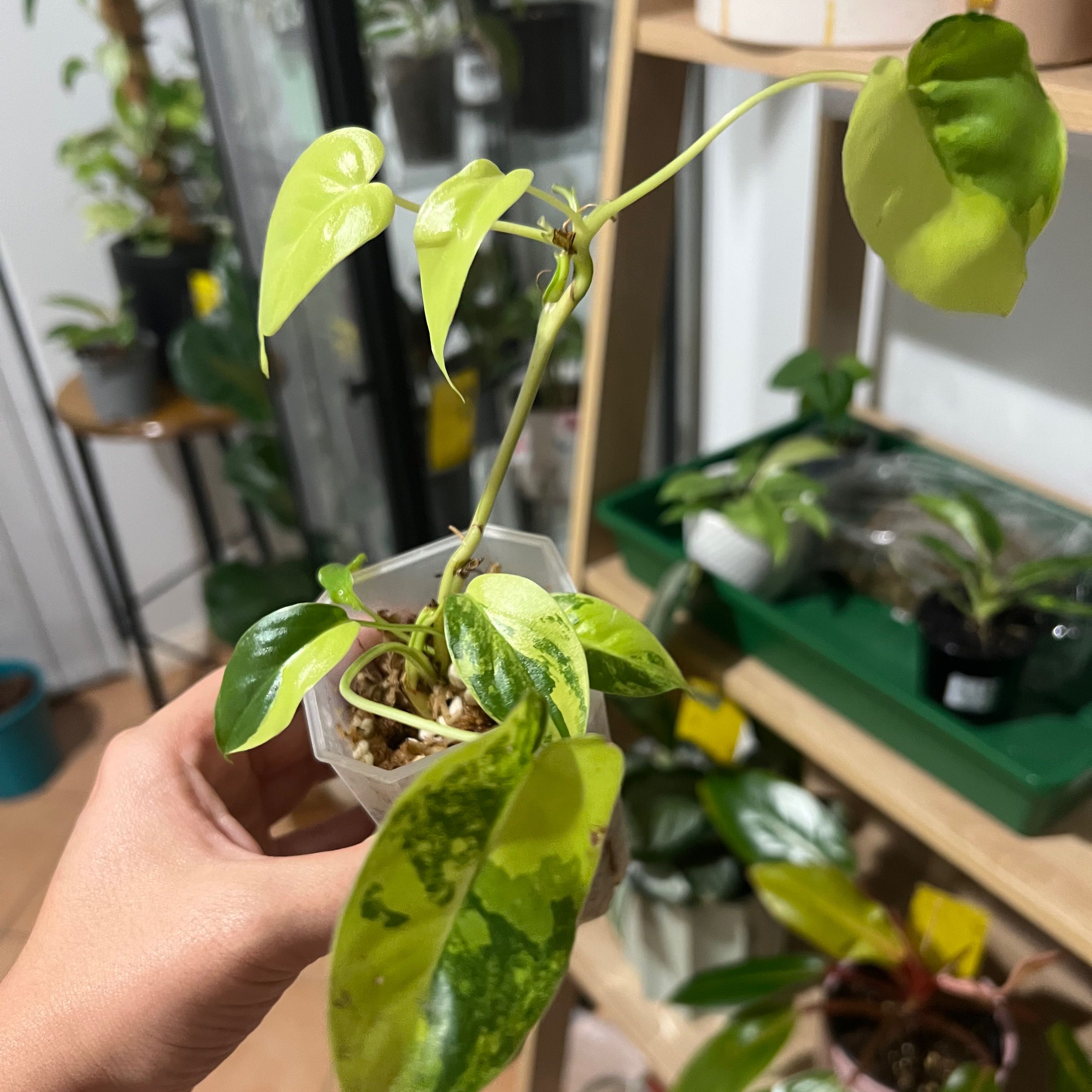 Philodendron Burle Marx plant with yellowing and browning leaves held by a hand.