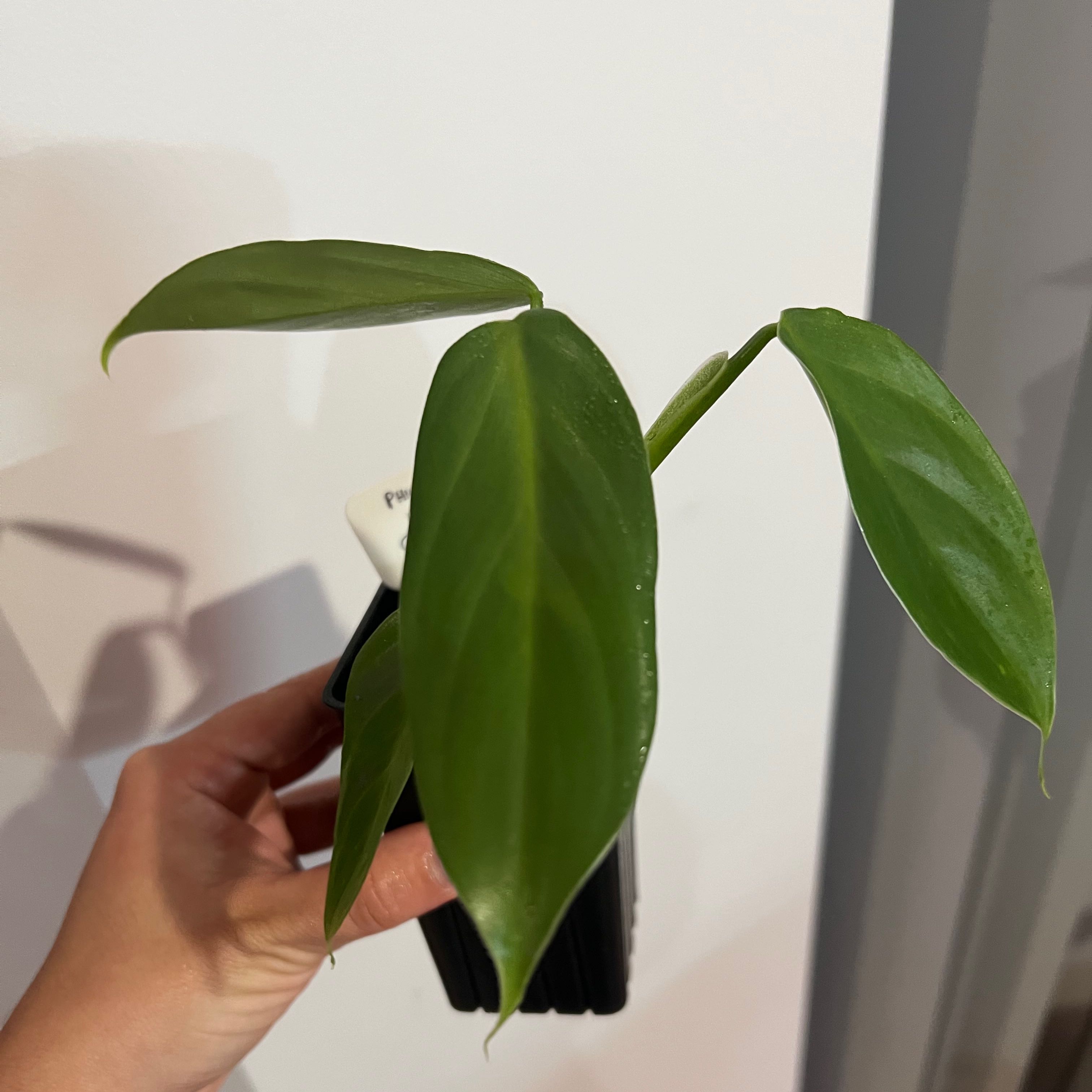 Photo of the plant species Philodendron grey sticks by @Lizvi28 named Philodendron hastatum on Greg, the plant care app