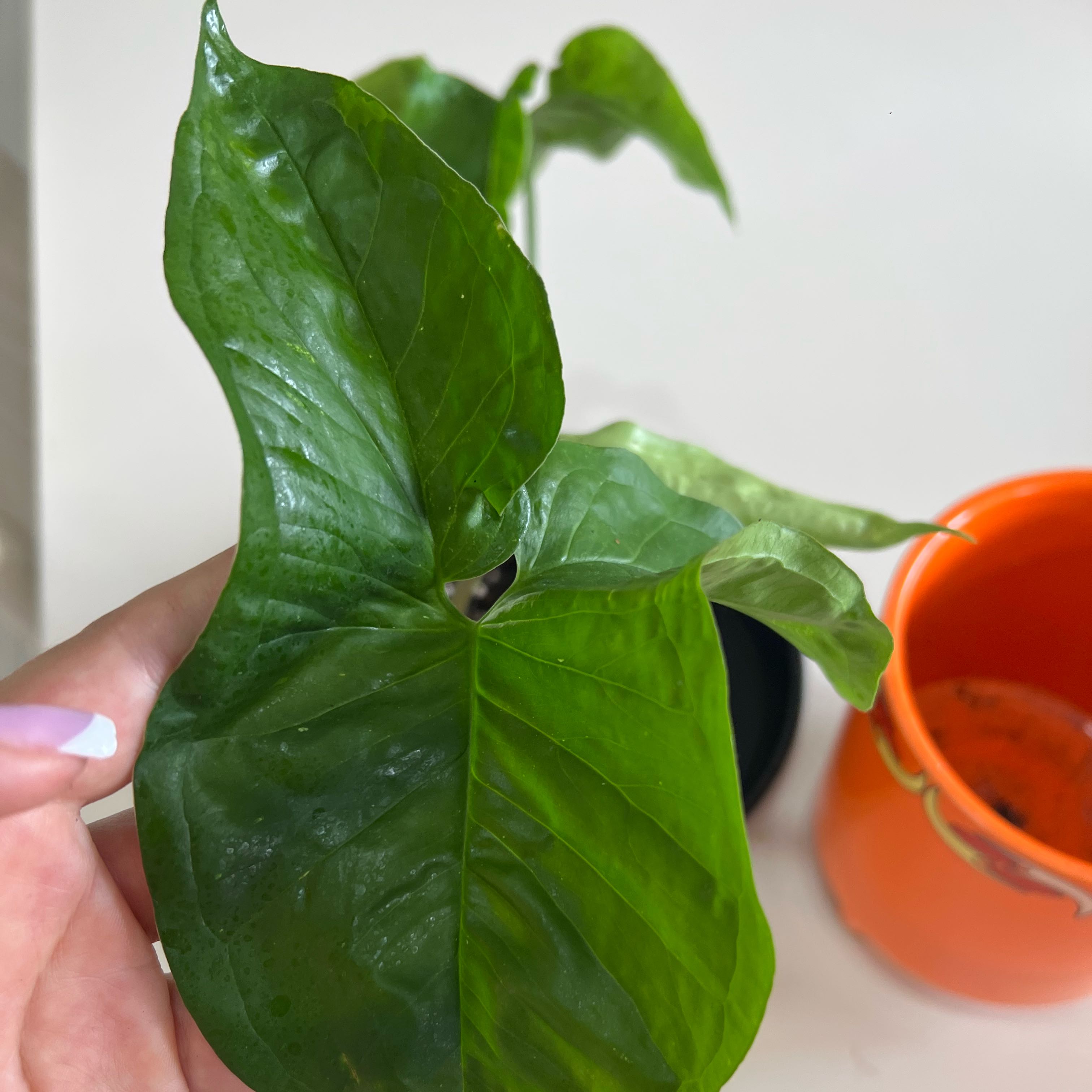 Photo of the plant species Syngonium by @Lizvi28 named Syngonium panda on Greg, the plant care app