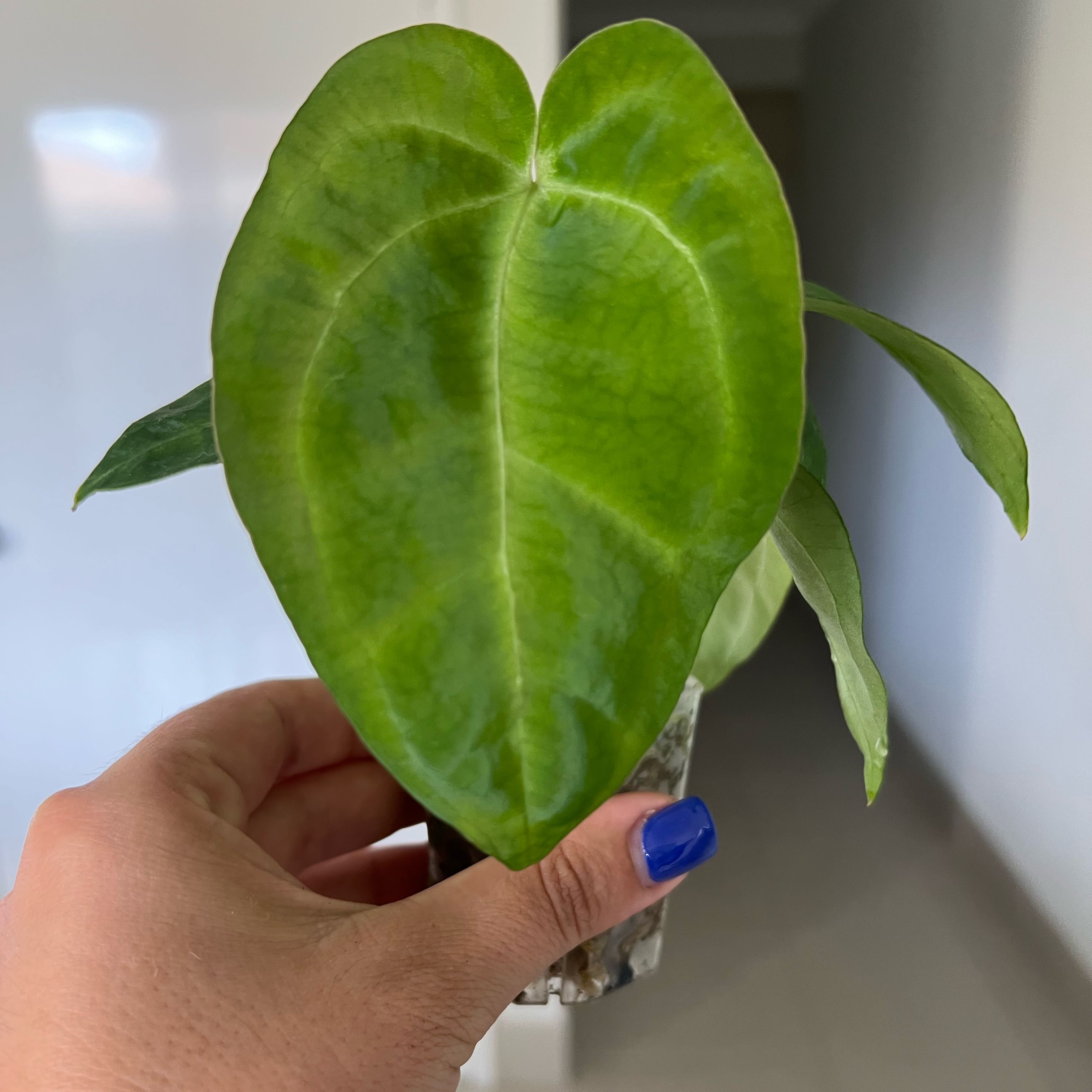 Photo of the plant species Anthurium Black Sensation by @Lizvi28 named Anthurium black on Greg, the plant care app