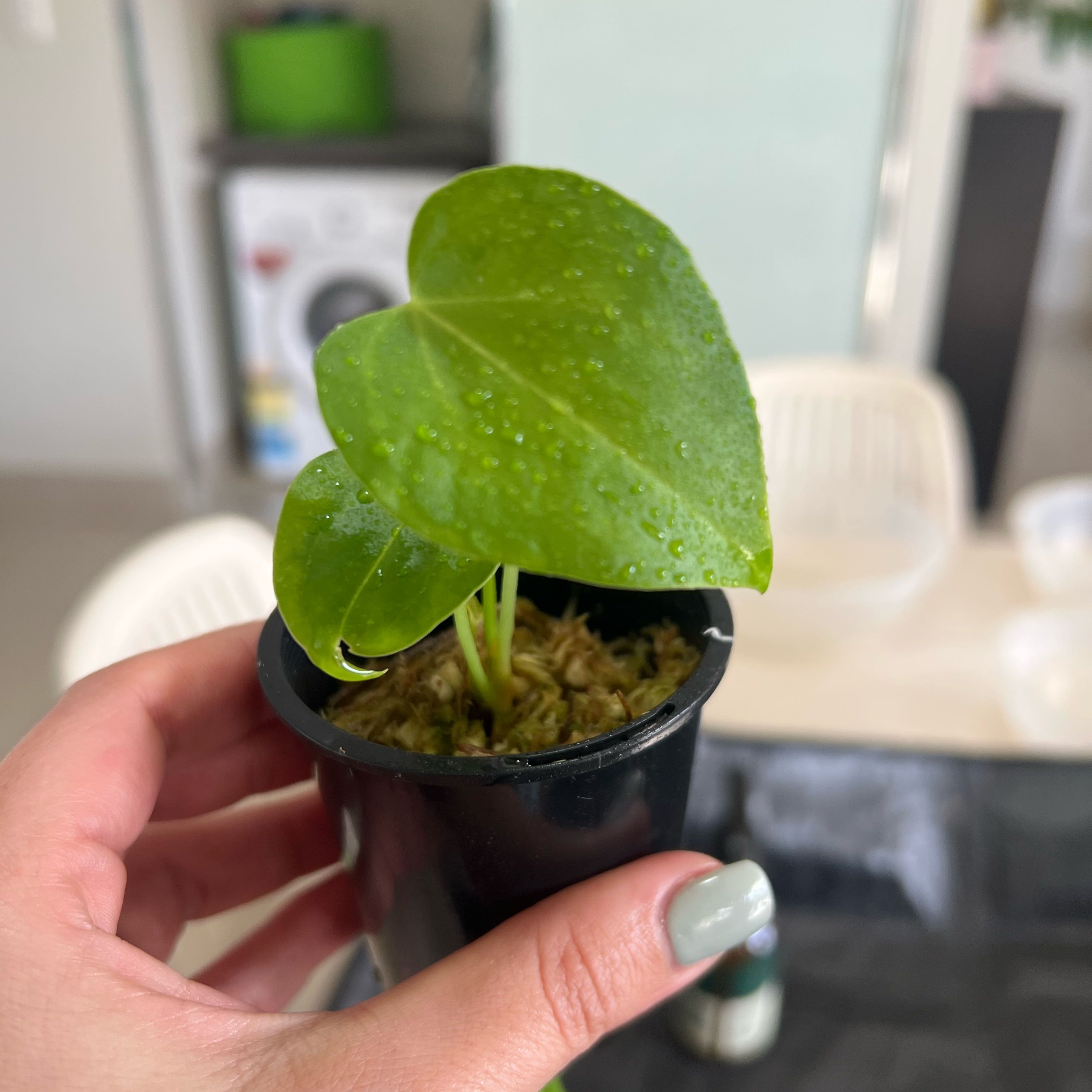 Photo of the plant species Delta Force Anthurium by @Lizvi28 named Delta force on Greg, the plant care app
