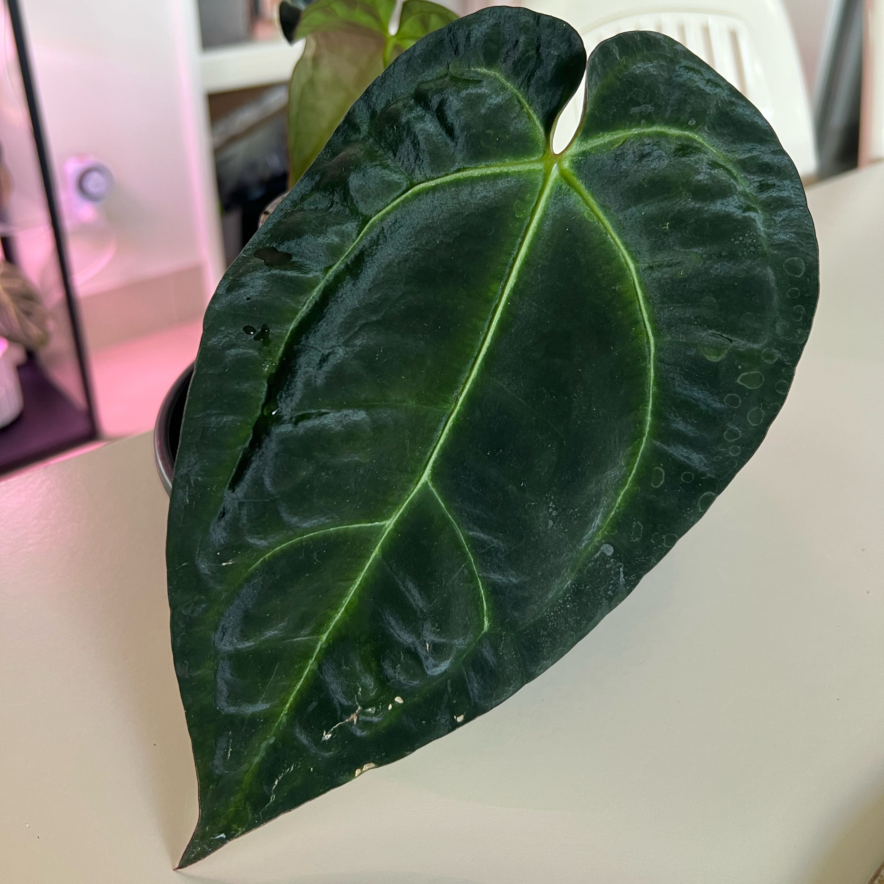 Photo of the plant species Anthurium Black Sensation by @Lizvi28 named Black 2 on Greg, the plant care app