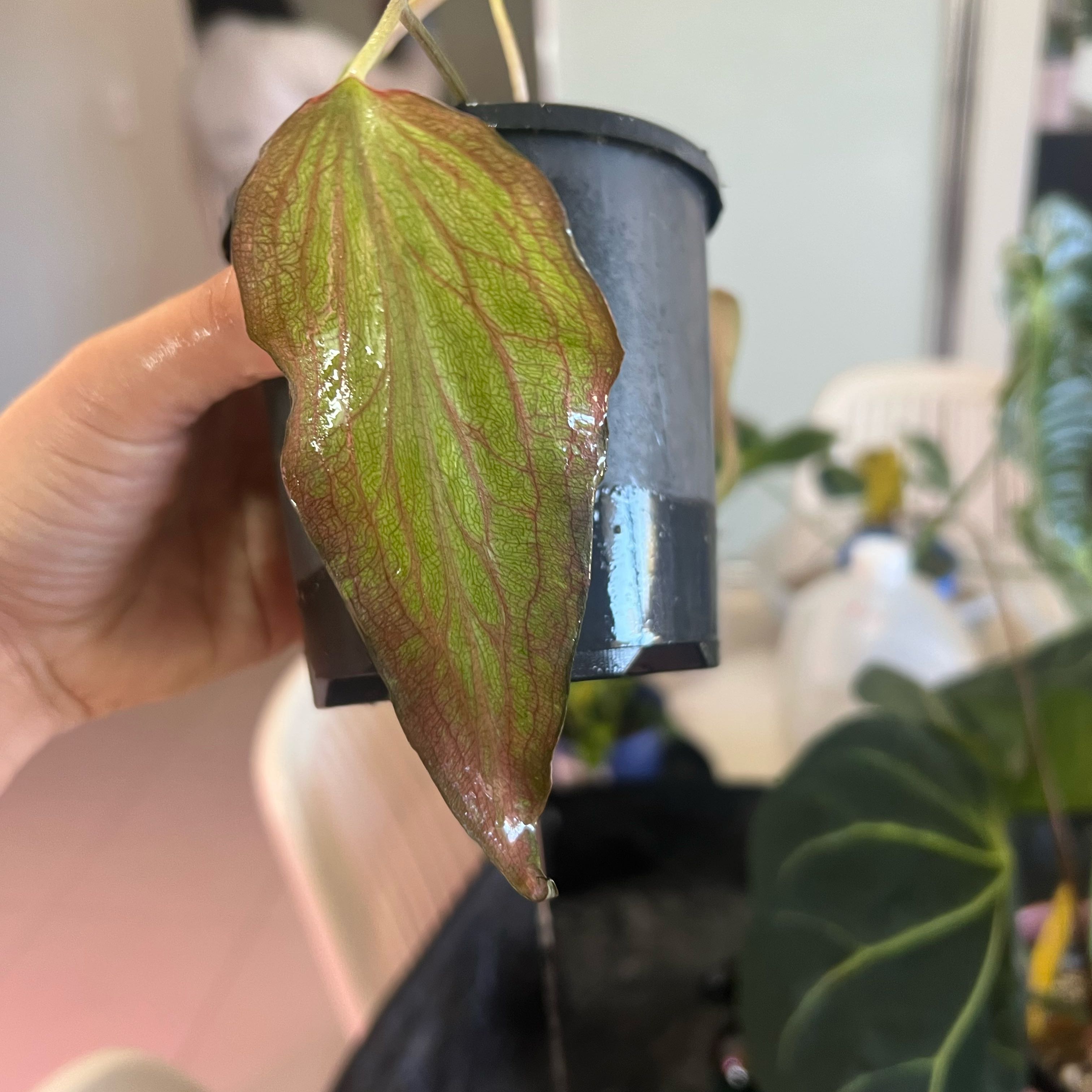 Photo of the plant species Strap Leaf Caladium by @Lizvi28 named Caladium verde on Greg, the plant care app