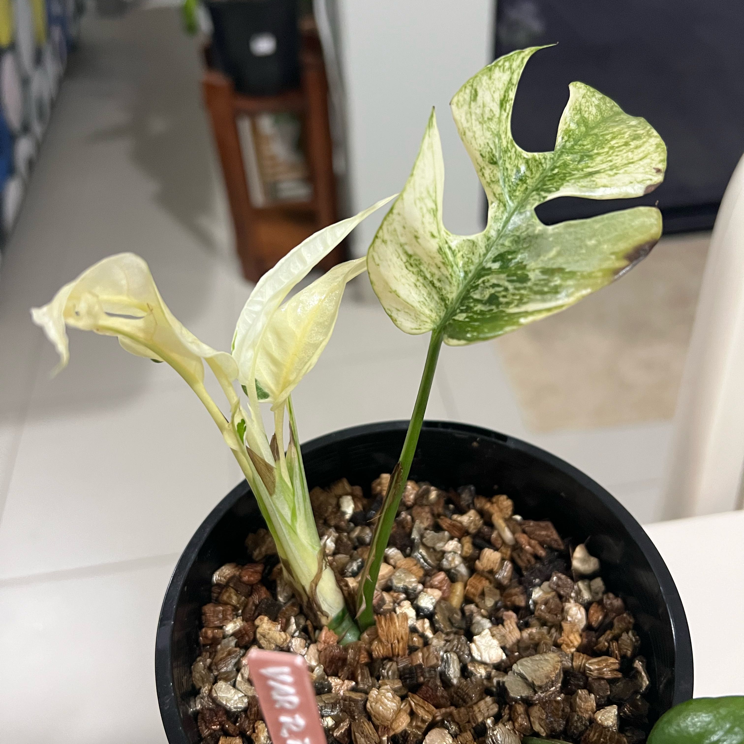 Photo of the plant species Aurea Variegated Mini Monstera by @Lizvi28 named Rhaphidophora albo mint on Greg, the plant care app