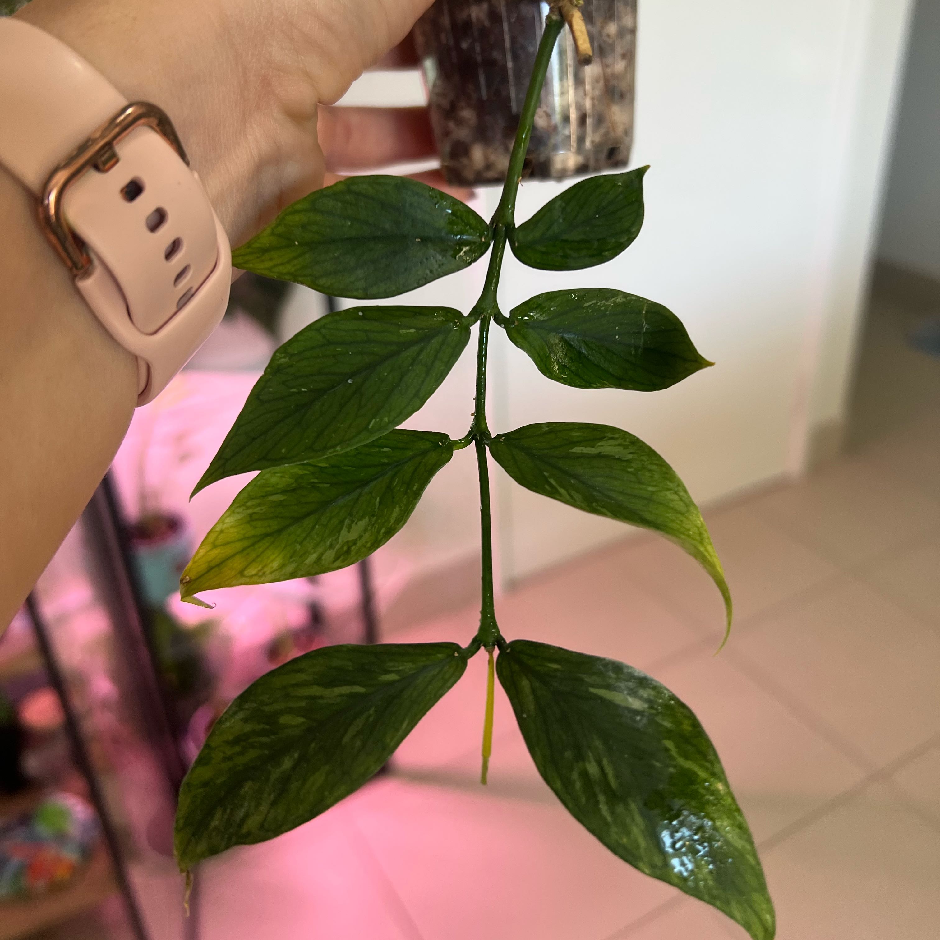 Photo of the plant species Broget Hoya by @Lizvi28 named Hoya Pol on Greg, the plant care app