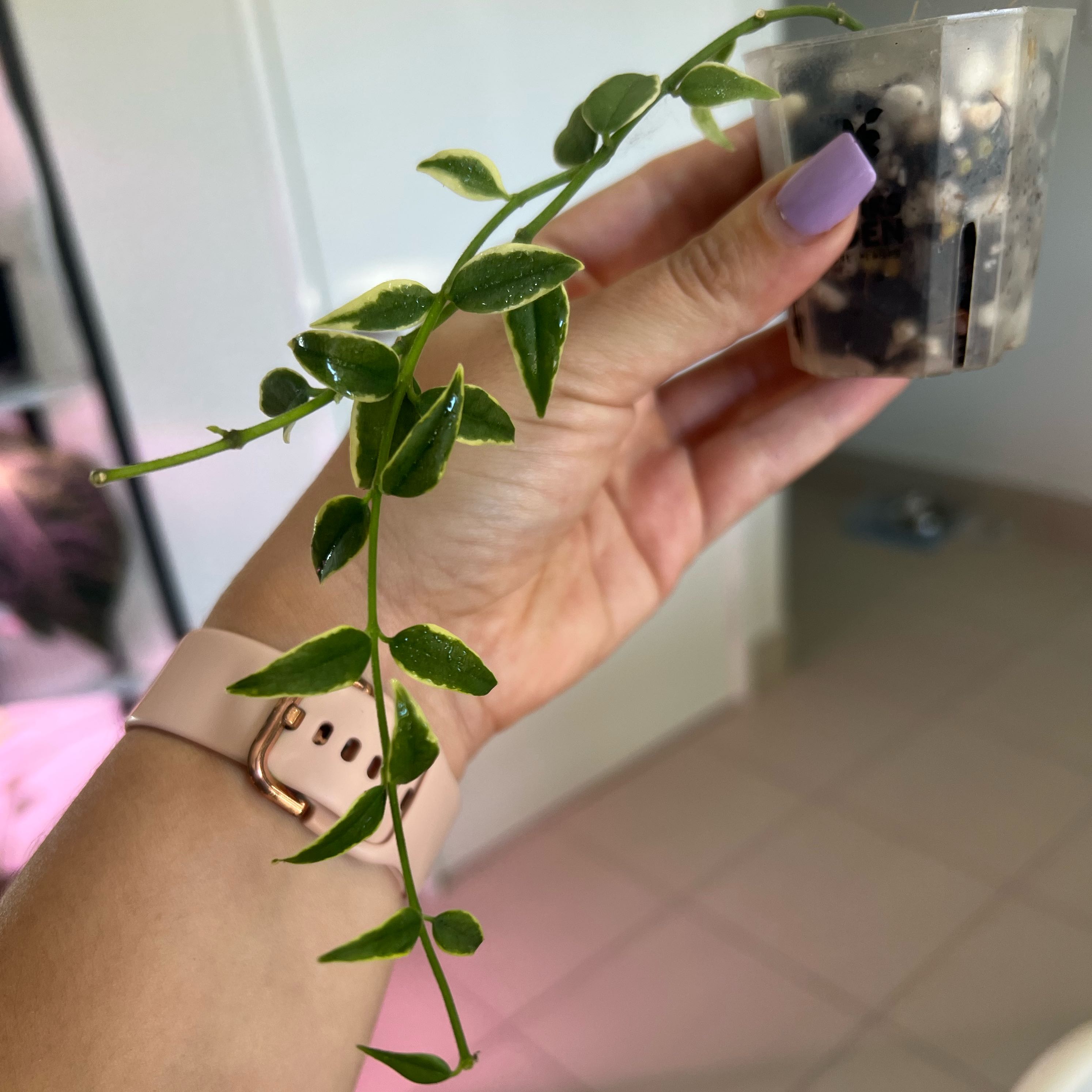 Photo of the plant species Hoya Bella by @Lizvi28 named Hoya Bella on Greg, the plant care app