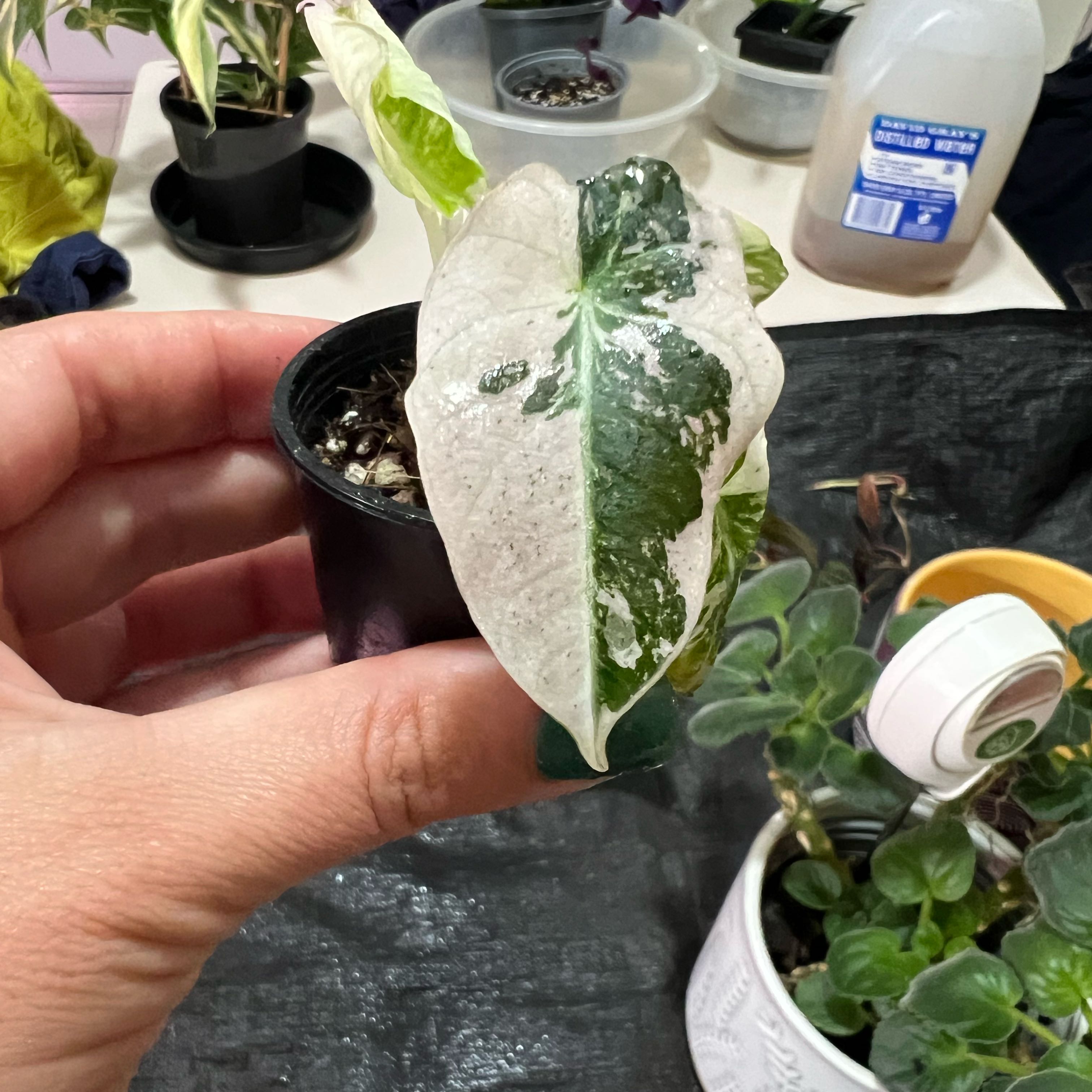 Photo of the plant species Alocasia Black Velvet Pink Variegated by @Lizvi28 named Velvet pink on Greg, the plant care app