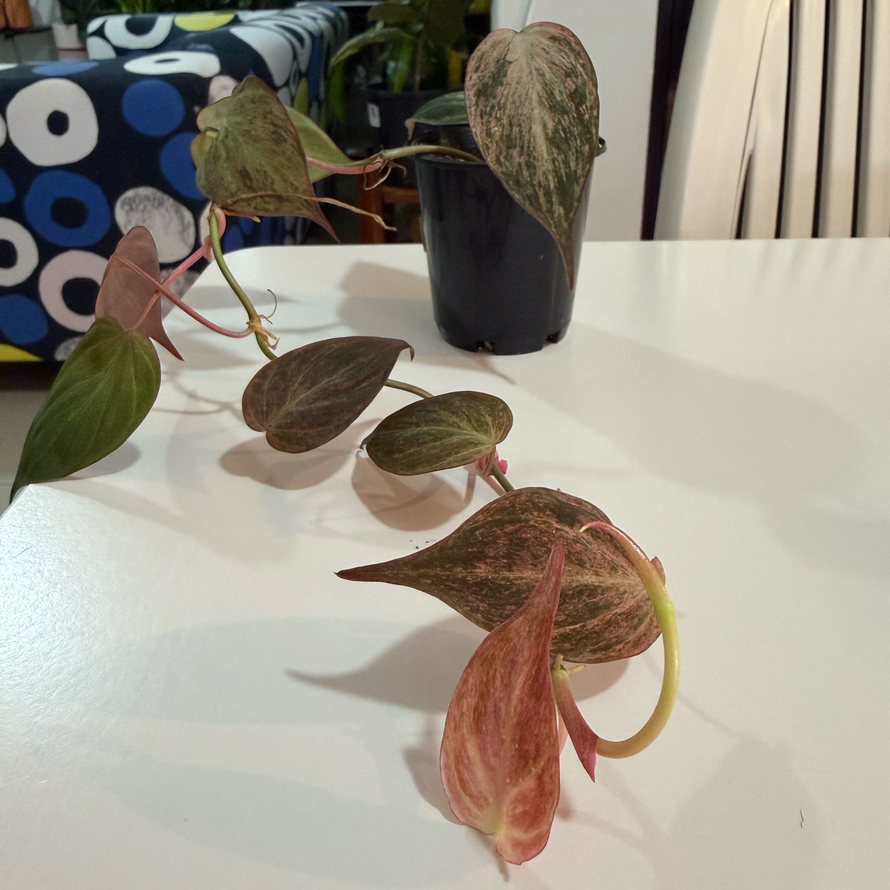 Photo of the plant species Philodendron micans 'Albo Pink' by @Lizvi28 named Micans pink on Greg, the plant care app