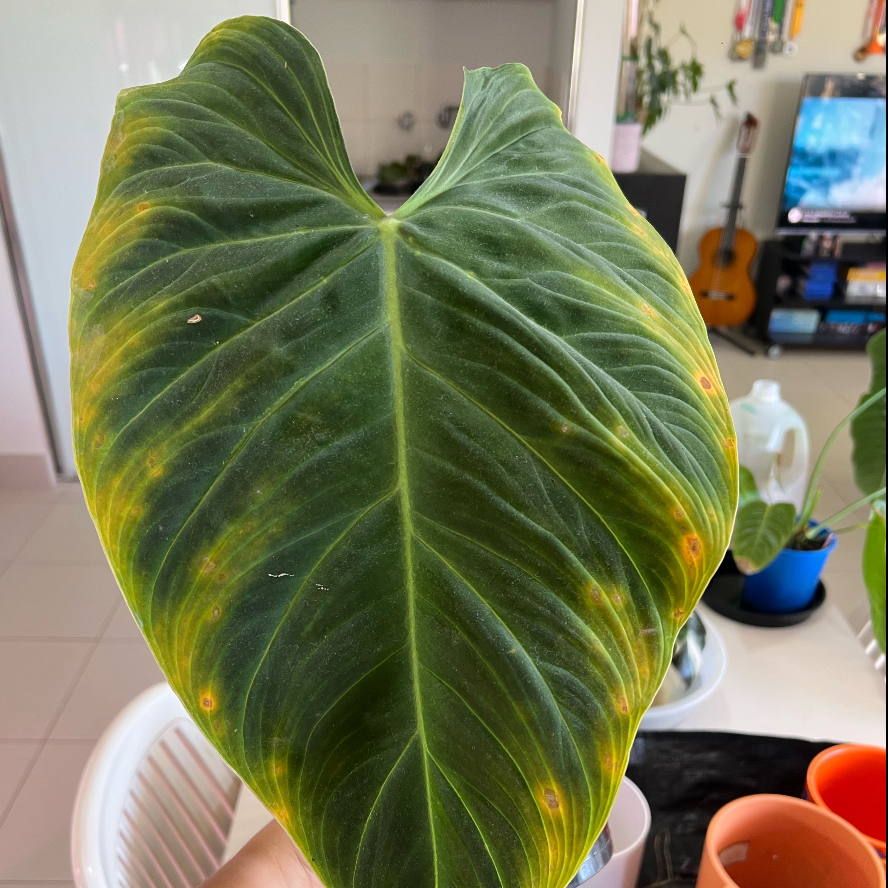Photo of the plant species Philodendron Splendid by @Lizvi28 named Splendid on Greg, the plant care app