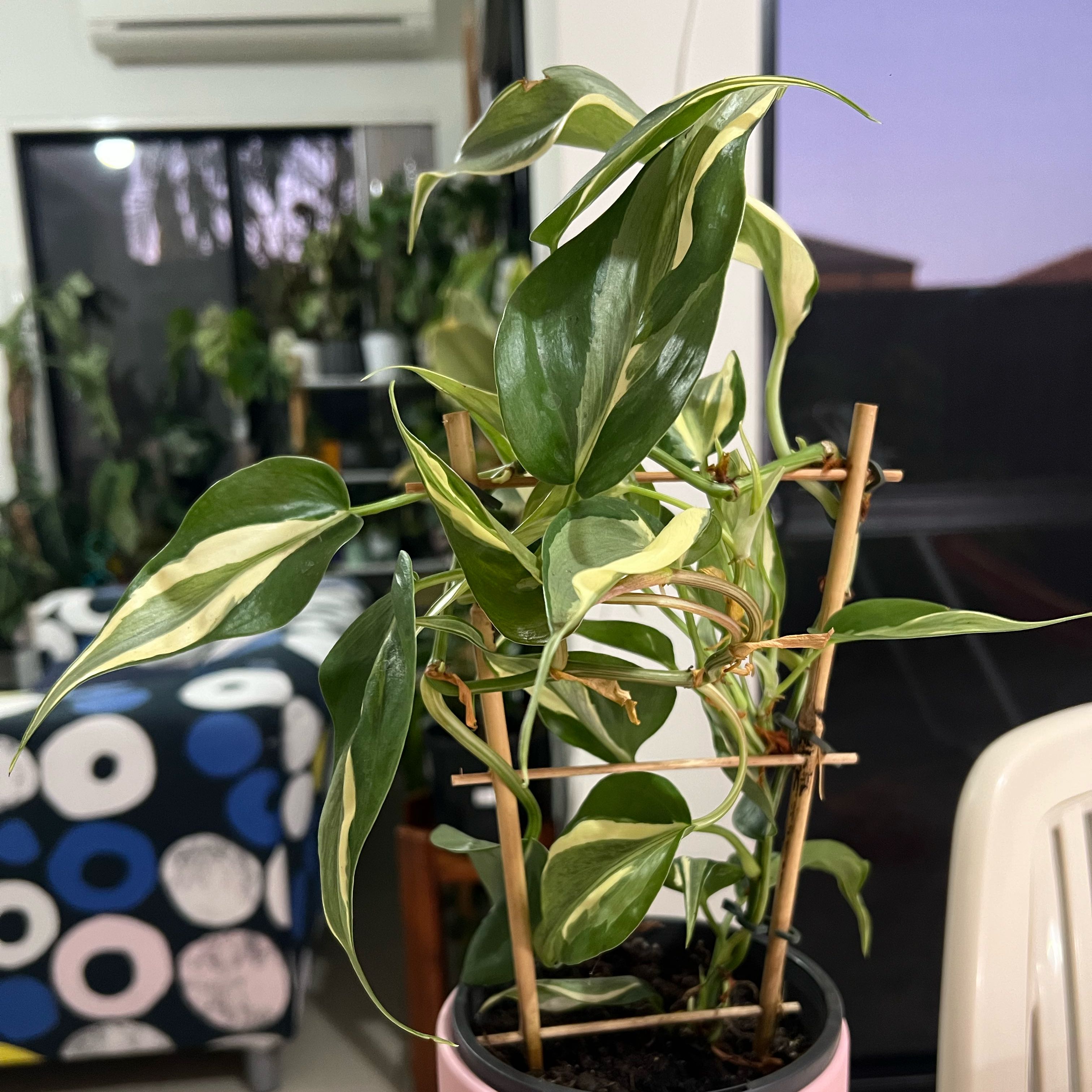 Photo of the plant species Philodendron 'Rio' by @Lizvi28 named Philodendron Rio on Greg, the plant care app