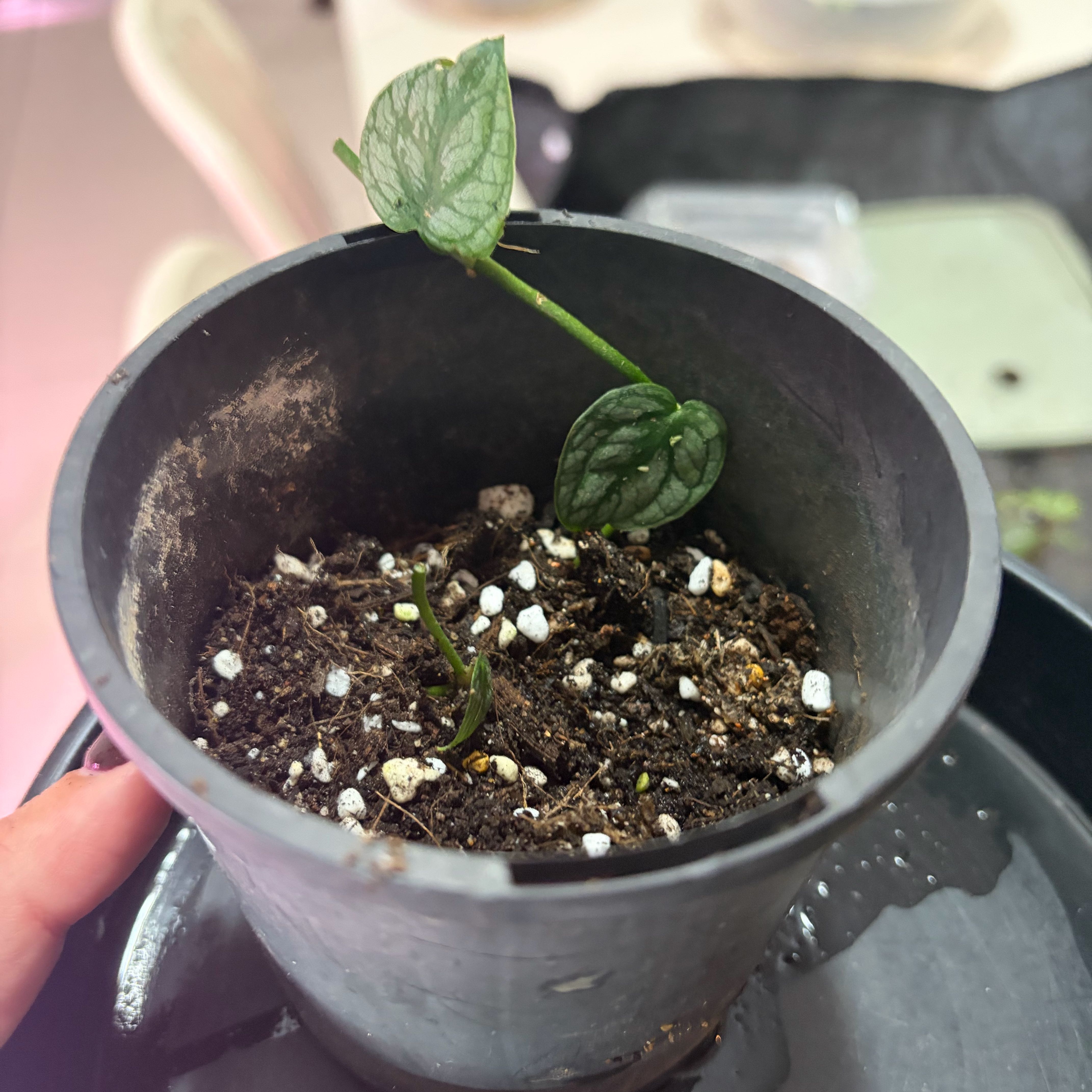 Photo of the plant species Shingle Plant by @Lizvi28 named Khaleesi on Greg, the plant care app