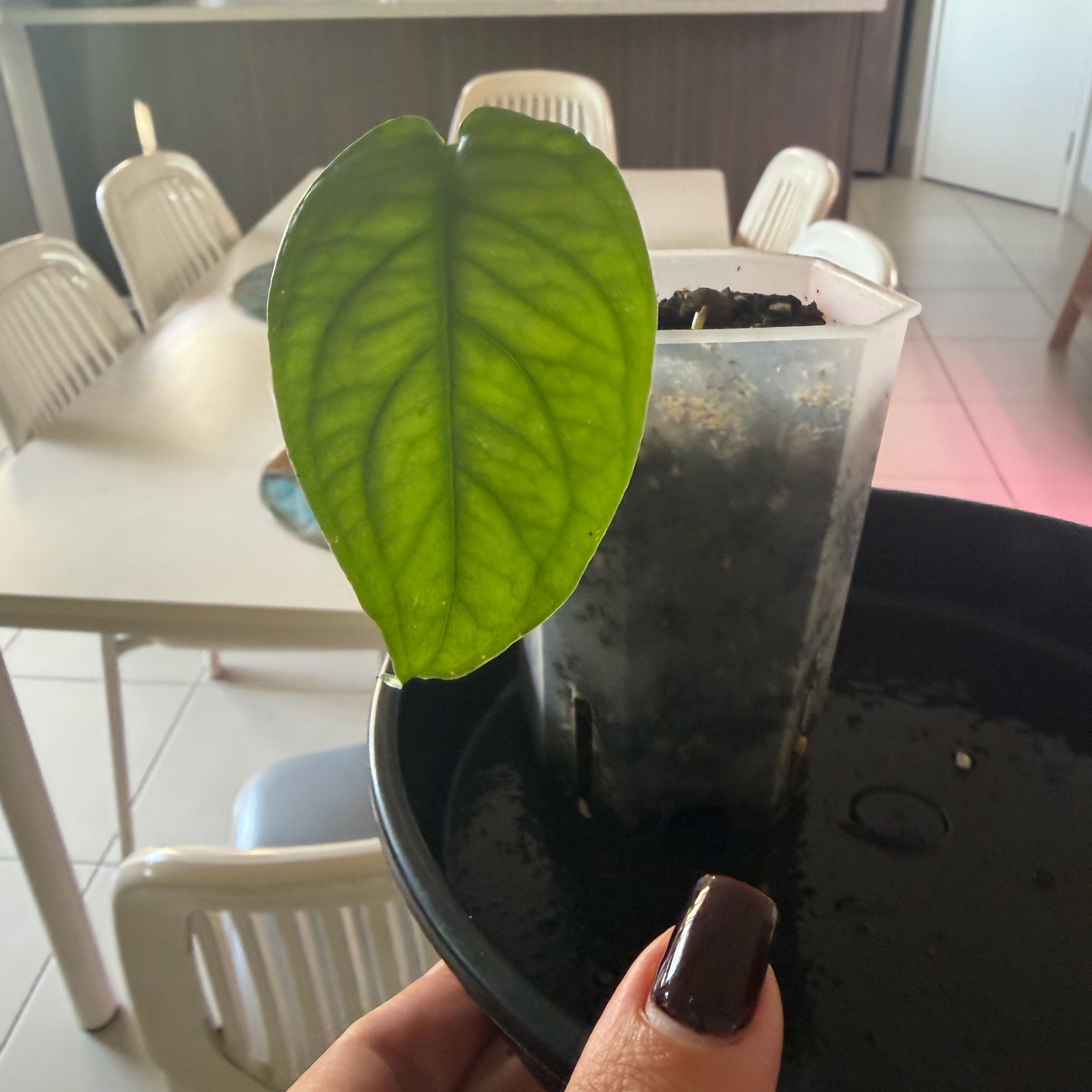 Photo of the plant species monstera siltepecanna by @Lizvi28 named Rainier on Greg, the plant care app