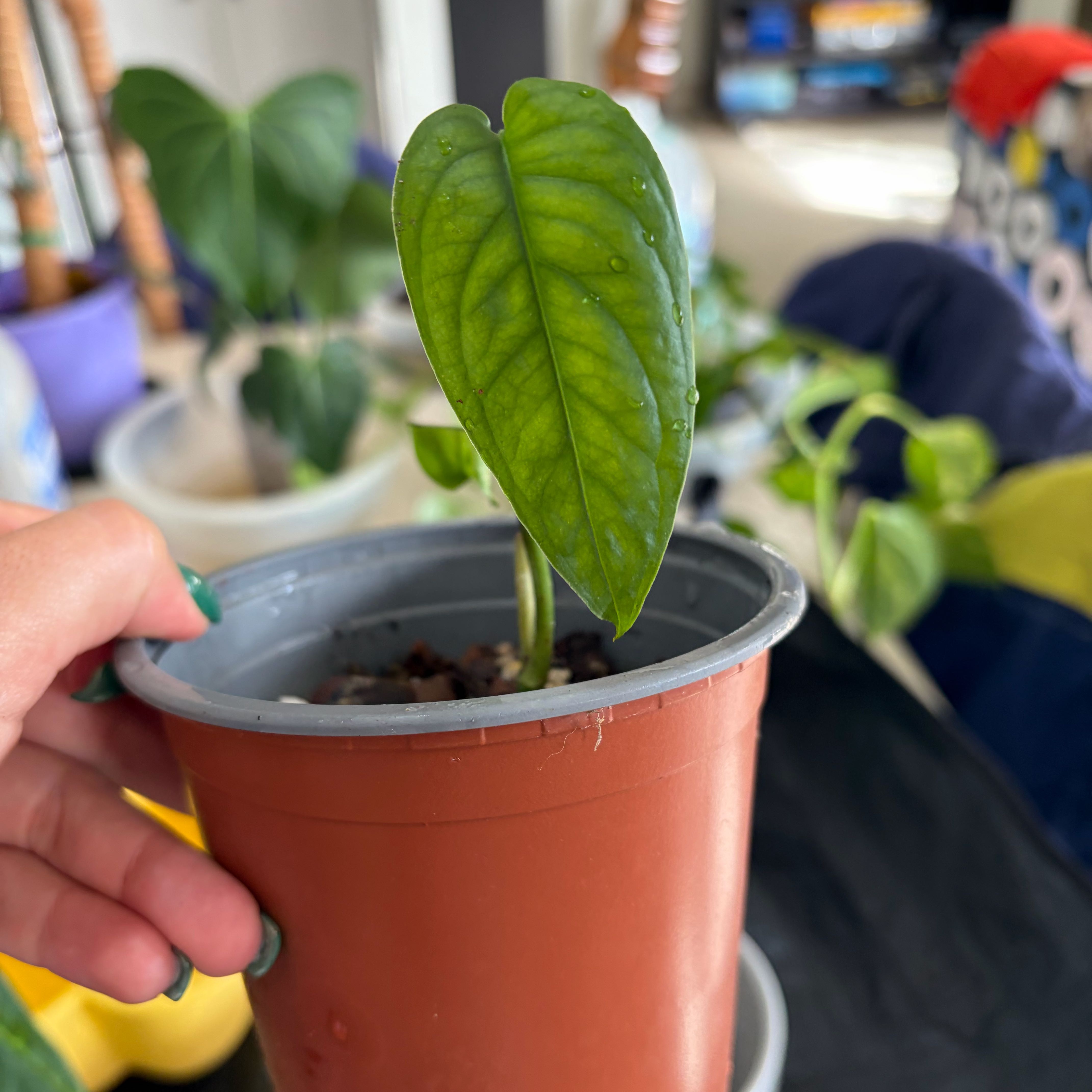 Photo of the plant species monstera siltepecanna by @Lizvi28 named Apollo on Greg, the plant care app