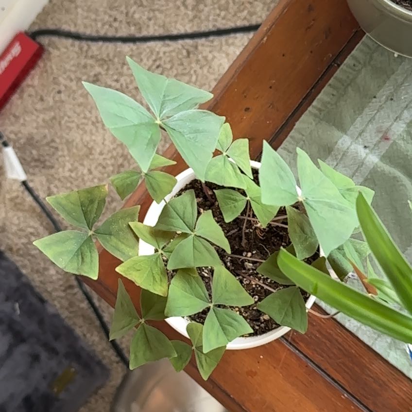 Tree Diddy | A plant by @MajorPanthercap on Greg