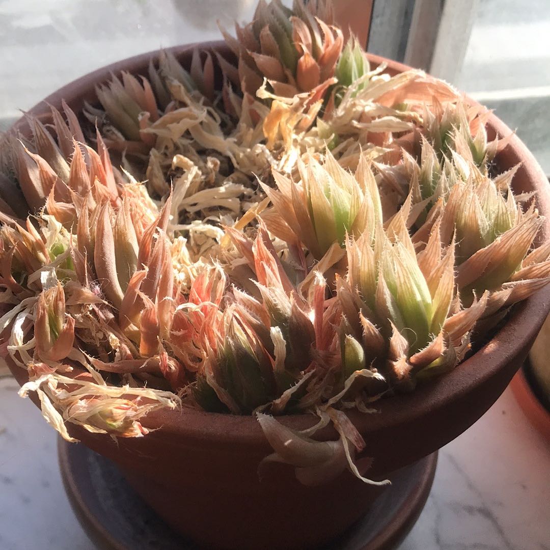 Photo of the plant species Haworthia cooperi var. leightonii by @SeasonalHoya named Kobe on Greg, the plant care app