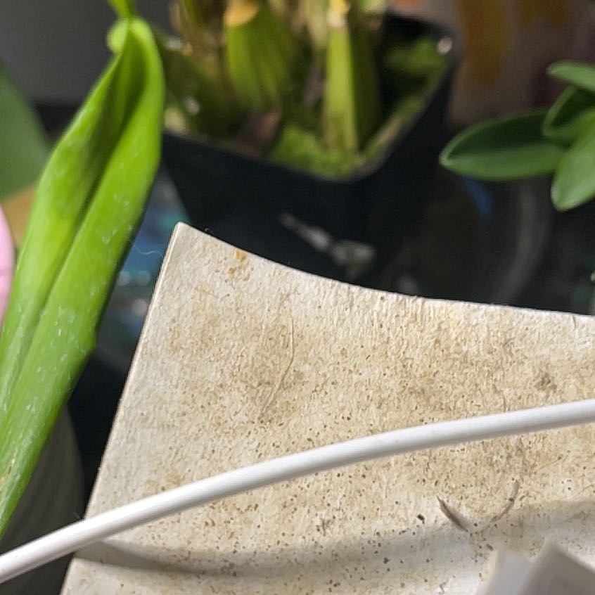 Photo of the plant species Masdevallia by @SoigneTreeonion named Lola on Greg, the plant care app