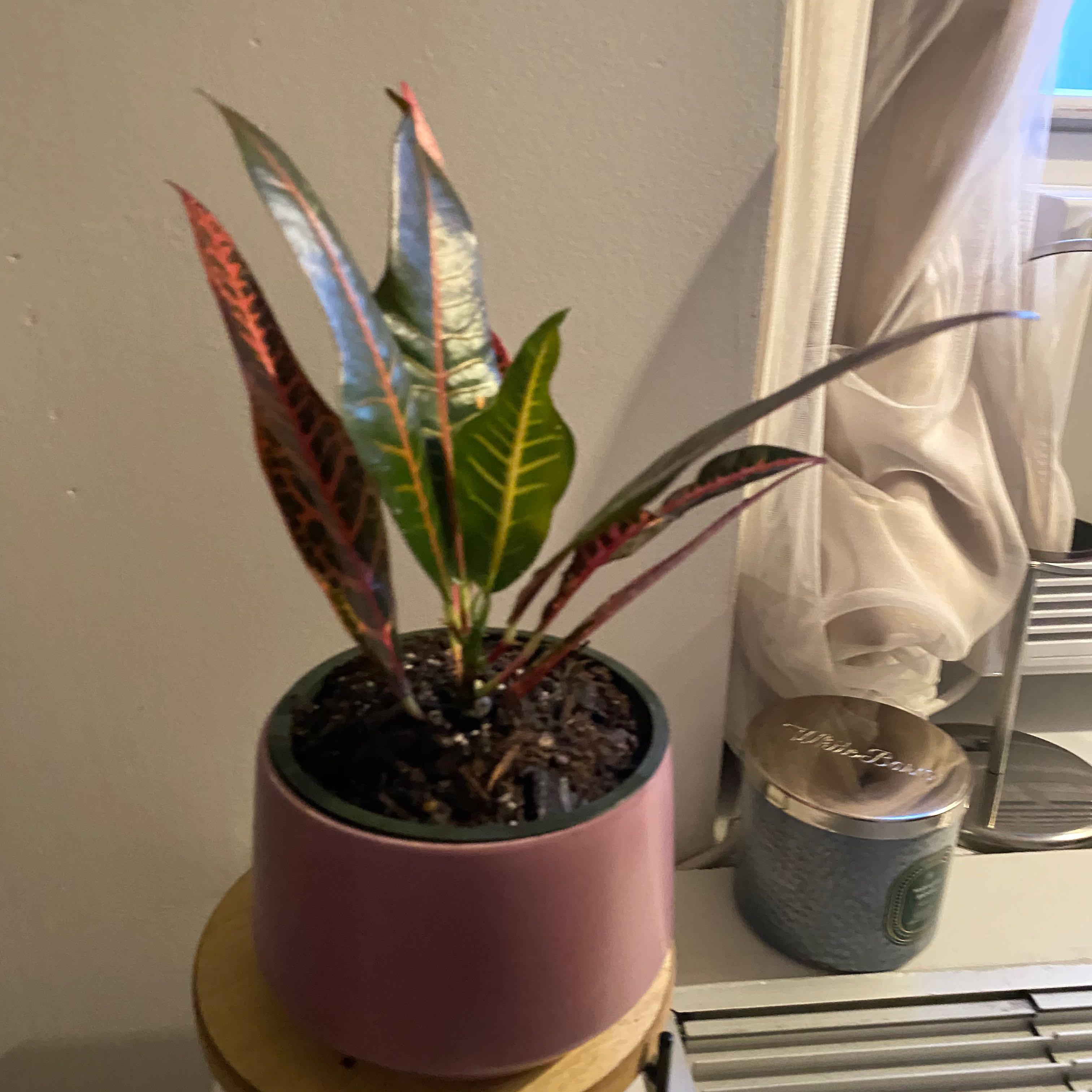 Photo of the plant species Croton Nervia by @KeenBanyanfig named Clooney on Greg, the plant care app