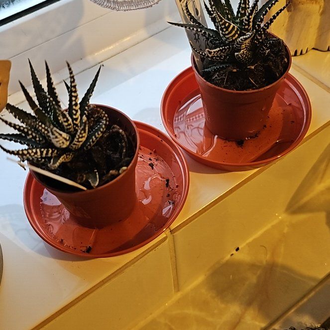 Photo of the plant species Haworthia Alba by @SavvyCliantro named Drake on Greg, the plant care app