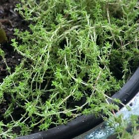 Photo of the plant species Swamp Stonecrop by @StoutSnowbanana named Elle on Greg, the plant care app