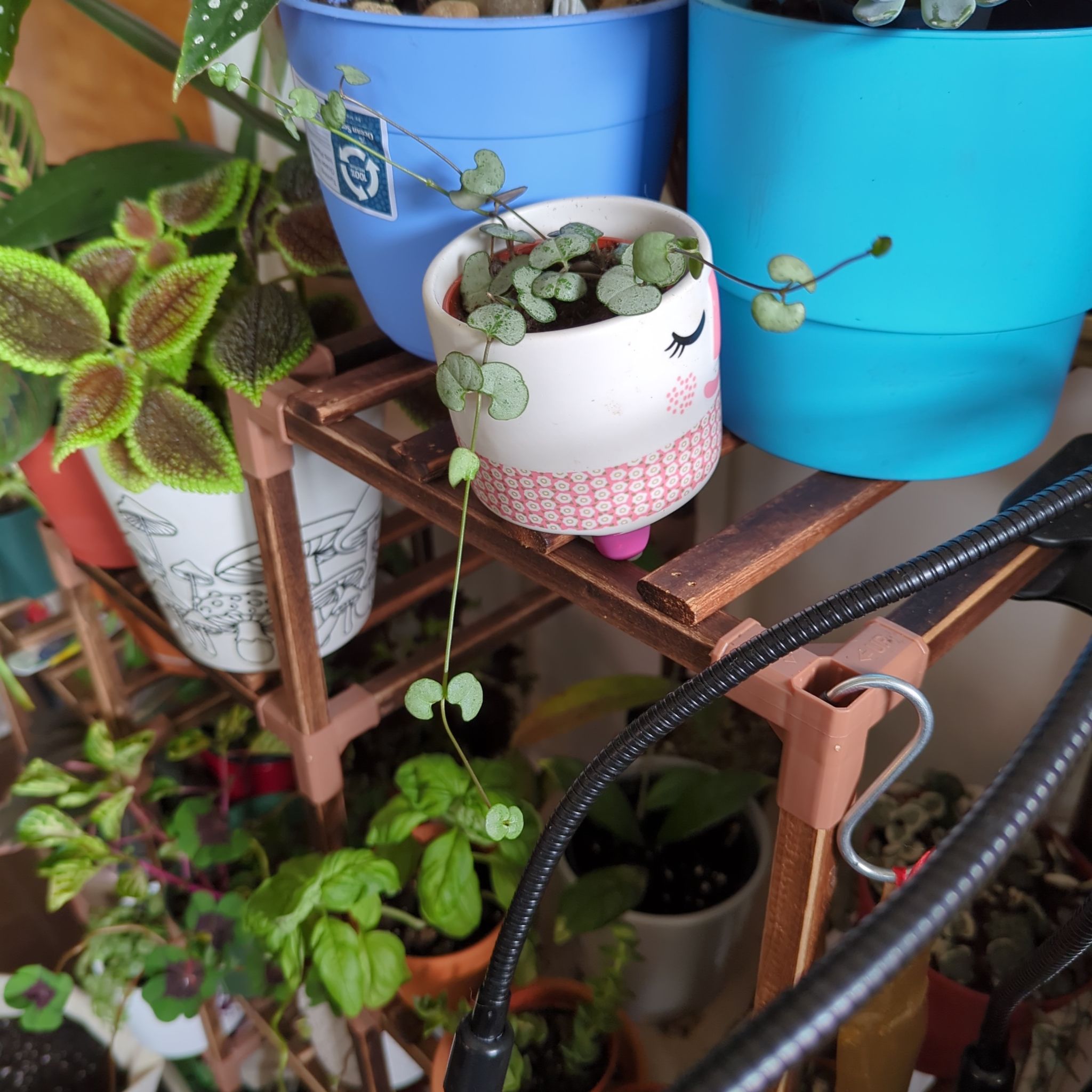 Photo of the plant species String of Hearts 'Silver Glory' by @TheSadBean named James Dean on Greg, the plant care app