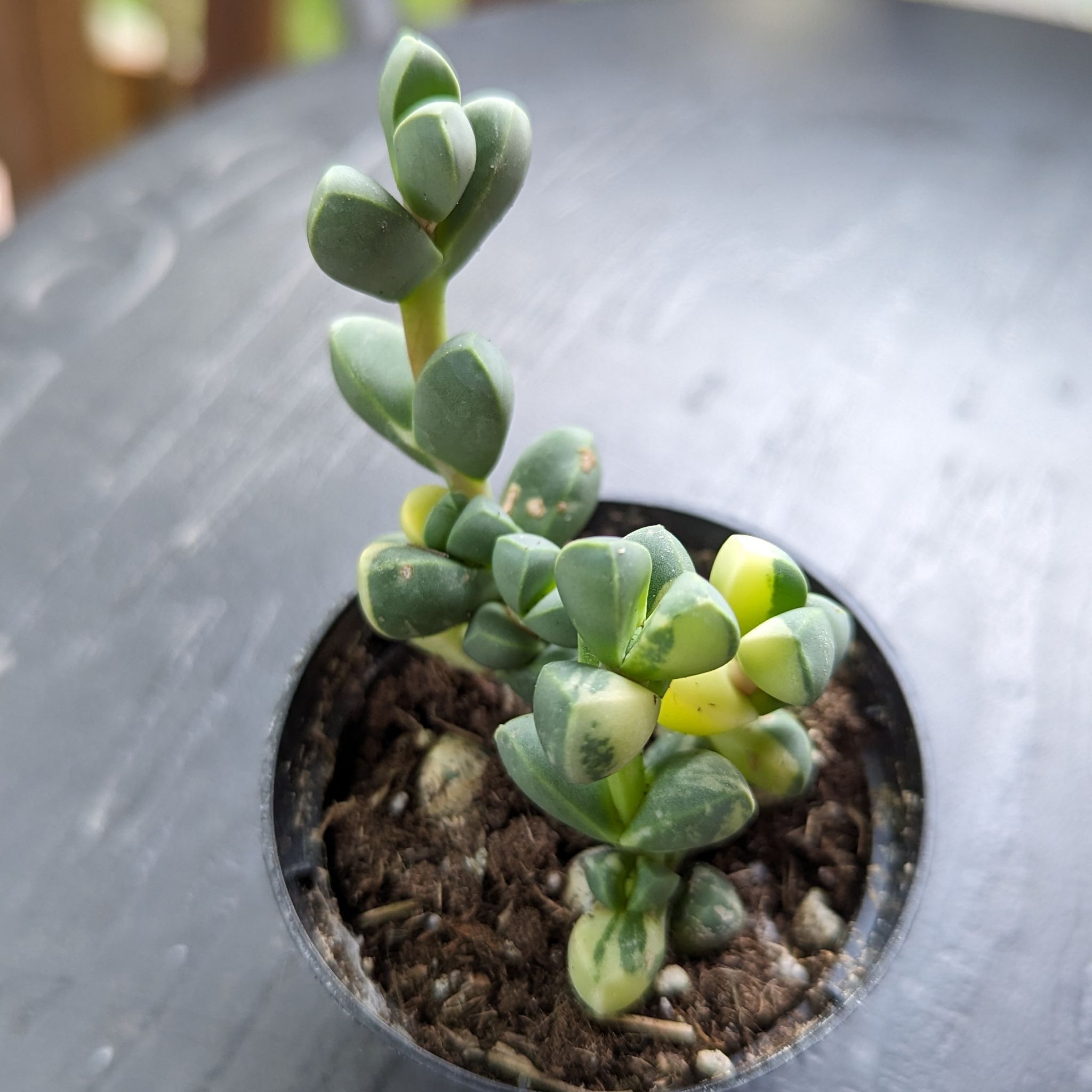 Photo of the plant species Variegated Ice Plant by @TheSadBean named Lettuce on Greg, the plant care app