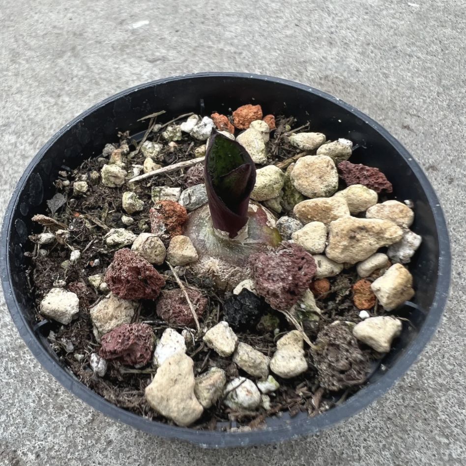 Photo of the plant species Blistered Massonia by @TheSadBean named Kardashian on Greg, the plant care app