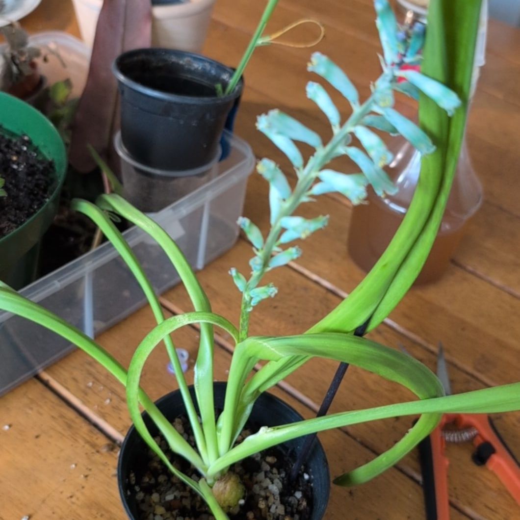 Photo of the plant species Lachenalia by @TheSadBean named Virian on Greg, the plant care app