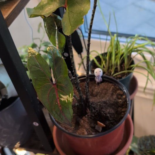 Photo of the plant species Cyrtosperma johnstonii by @TheSadBean named Johny on Greg, the plant care app