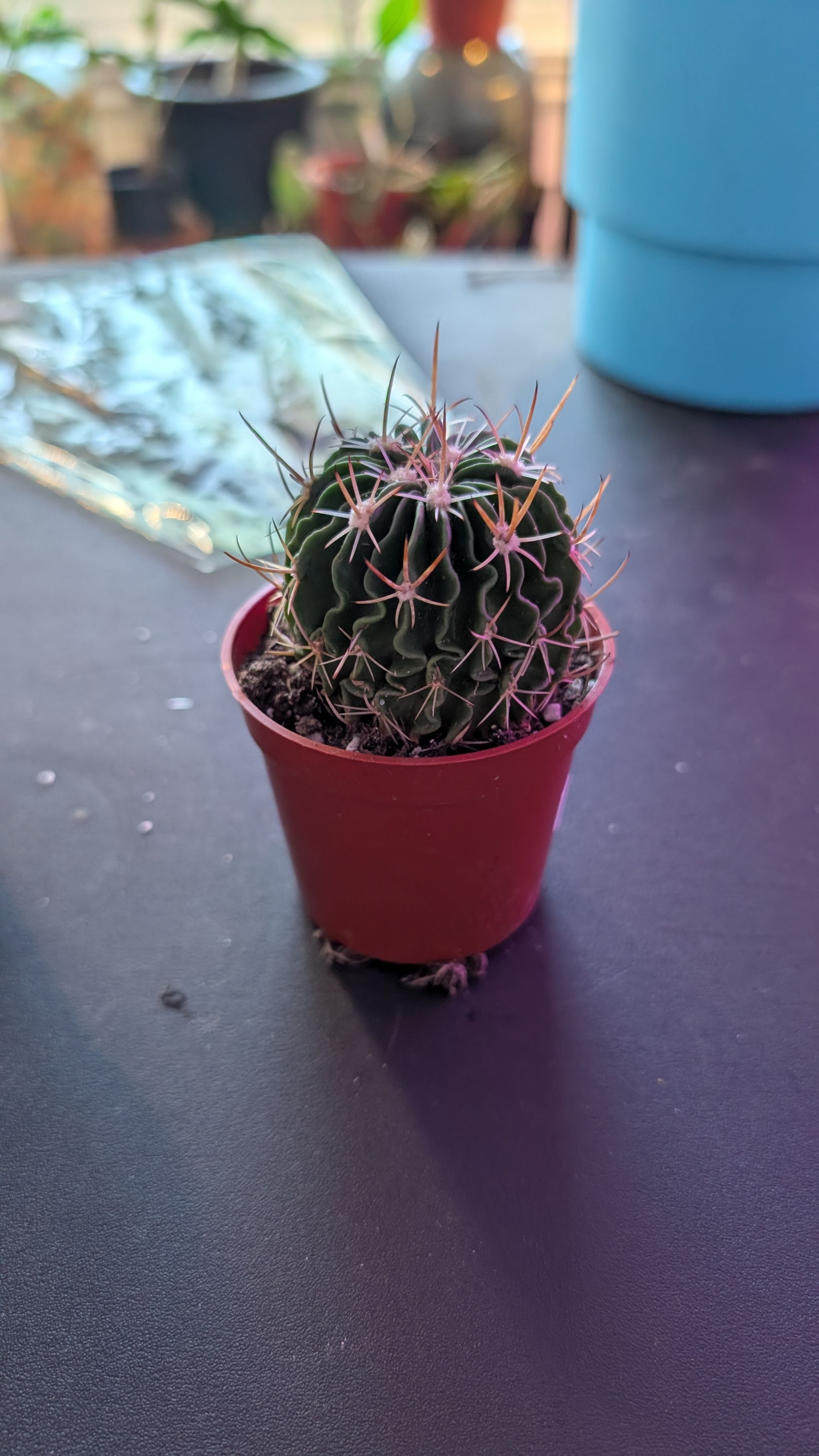 Photo from the post