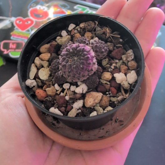 Photo of the plant species Violet Skin Cactus by @TheSadBean named Mochi on Greg, the plant care app