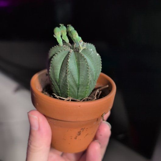 Photo of the plant species Baseball Plant by @TheSadBean named ChloroPhil on Greg, the plant care app