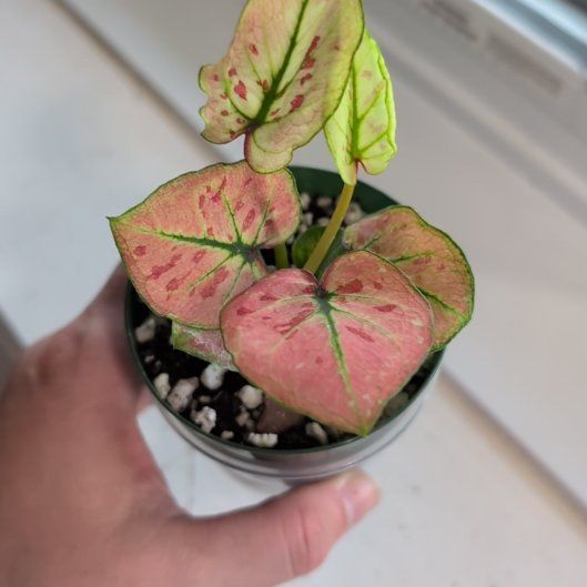 Photo of the plant species Caladium 'Heart to Heart' by @TheSadBean named Strewb on Greg, the plant care app