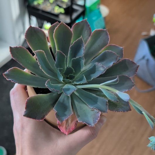 Photo of the plant species Pinky Paw by @TheSadBean named Harmony on Greg, the plant care app