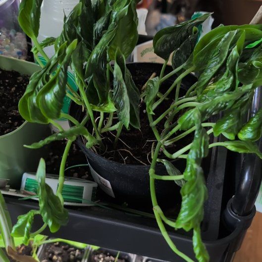 Photo of the plant species Epipremnum 'Shangri-La' by @TheSadBean named Plato on Greg, the plant care app