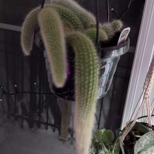 Photo of the plant species Monkey Tail Cactus by @TheSadBean named Silkie on Greg, the plant care app