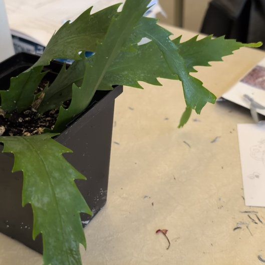 Photo of the plant species Rhipsalis Red Coral by @TheSadBean named Sahara on Greg, the plant care app