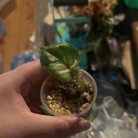 Photo of the plant species syngonium green splash by @Grumpykitten562 named Apollo on Greg, the plant care app