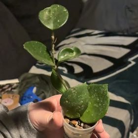 Photo of the plant species hoya carnosa snowball by @Grumpykitten562 named Miley on Greg, the plant care app