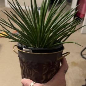 Photo of the plant species Agave Geminiflora by @Lennox named Aristotle on Greg, the plant care app