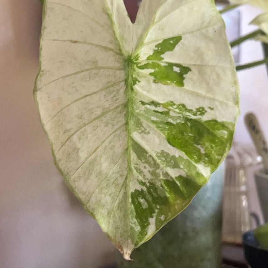 Photo of the plant species Alocasia albo by @Lennox named Harper on Greg, the plant care app