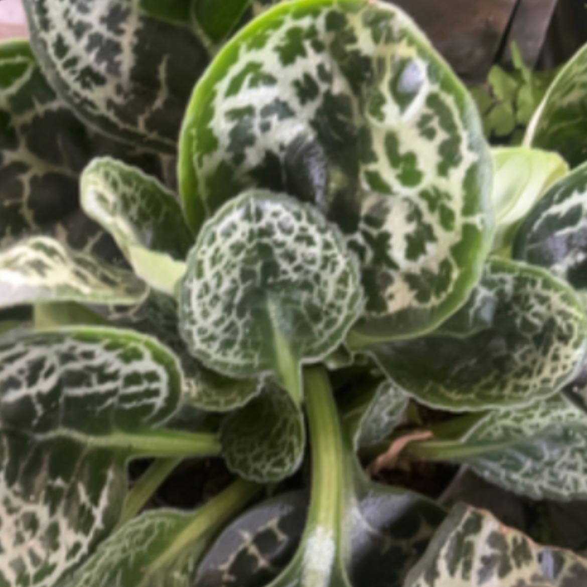 Photo of the plant species Downy Rattlesnake Plantain by @HeritrixCat named Figyonce on Greg, the plant care app